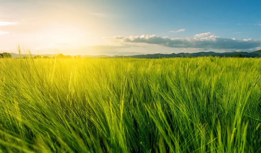 Are you a Steward Leader or a Servant Leader?